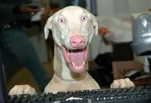 animals scary dogs weimaraner gamer 2564x1833 wallpaper Art HD Wallpaper